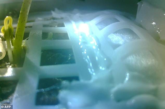 cotton plant on moon