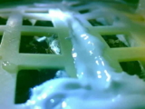 First cotton plant grown on the moon, due to the temperature dropped to -170 degrees Celsius in the night