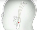 The smartphone will control the human mind, Flexible chip offered by Allen Musk